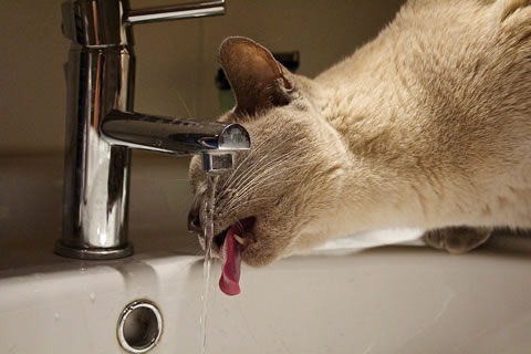 Cat Drinking from Faucet