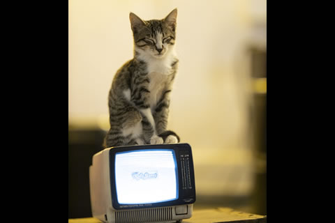 Cat Sitting On TV