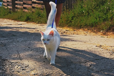 Cat Walking on Leash