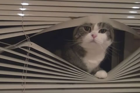 Cat Looking Out Window Blinds