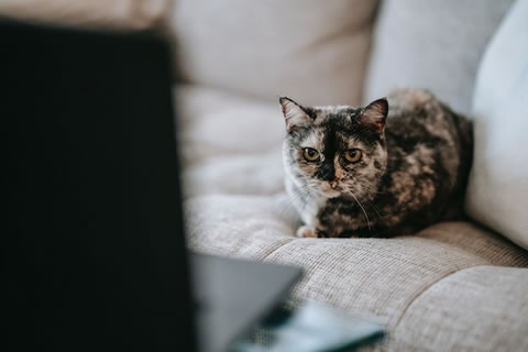 Cat Watching Laptop