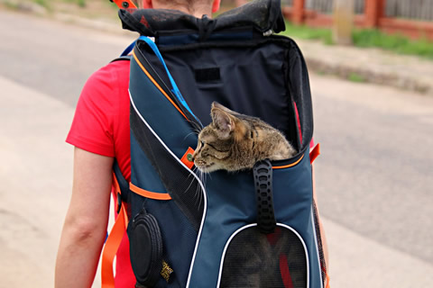 Cat in Backpack