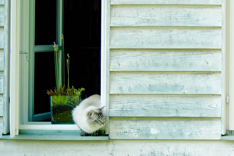 Cat in Open Window