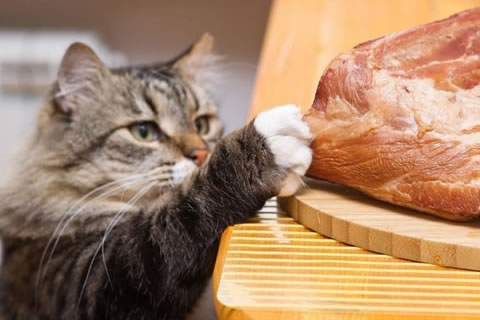 Cat Stealing Food